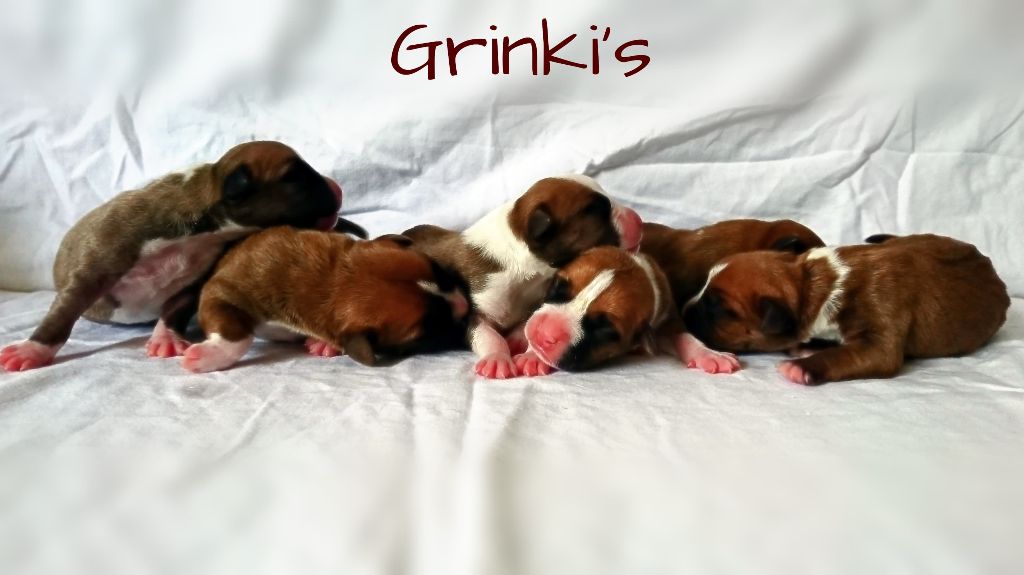 Grinki's - Les bébés sont nés !!