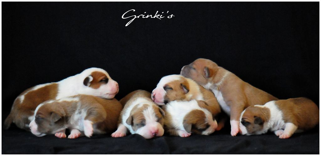 Grinki's - American Staffordshire Terrier - Portée née le 01/03/2019
