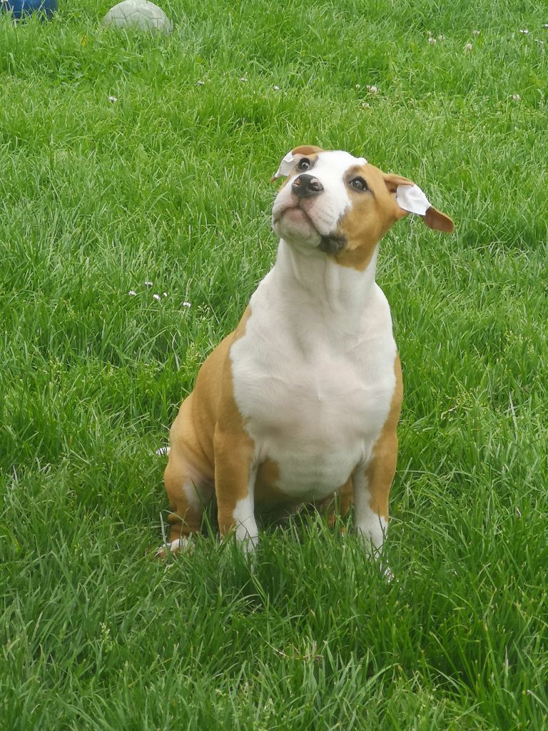 Grinki's - Chiot disponible  - American Staffordshire Terrier