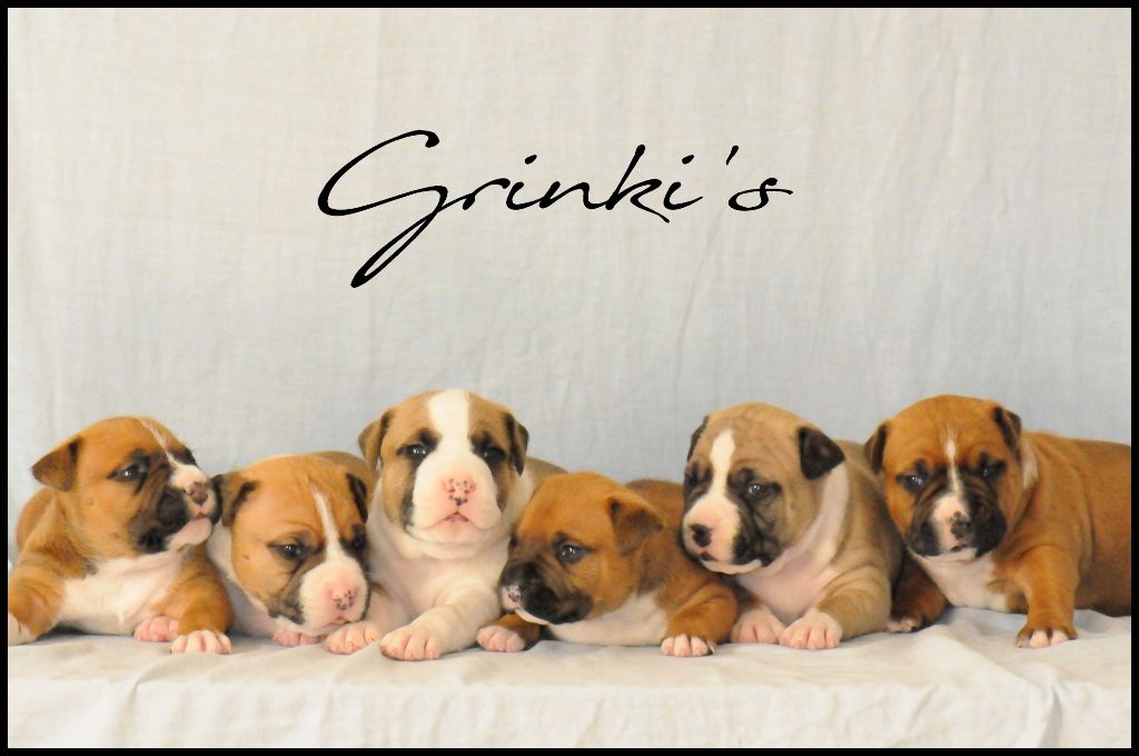 Grinki's - American Staffordshire Terrier - Portée née le 08/09/2018